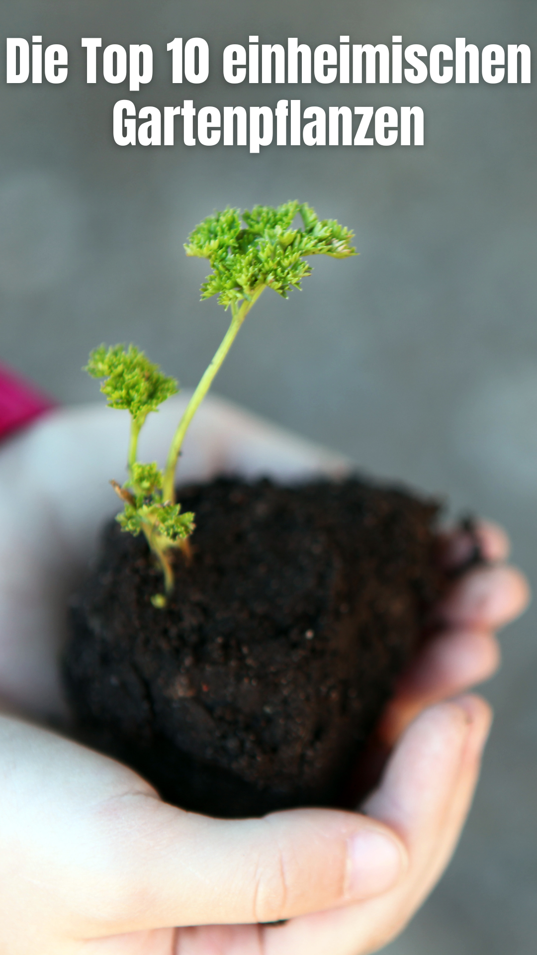 10 Einheimische Pflanzen, die in Ihrem Garten gut gedeihen 🌻 10 Einheimische Pflanzen, die in Ihrem Garten gut gedeihen 🌻