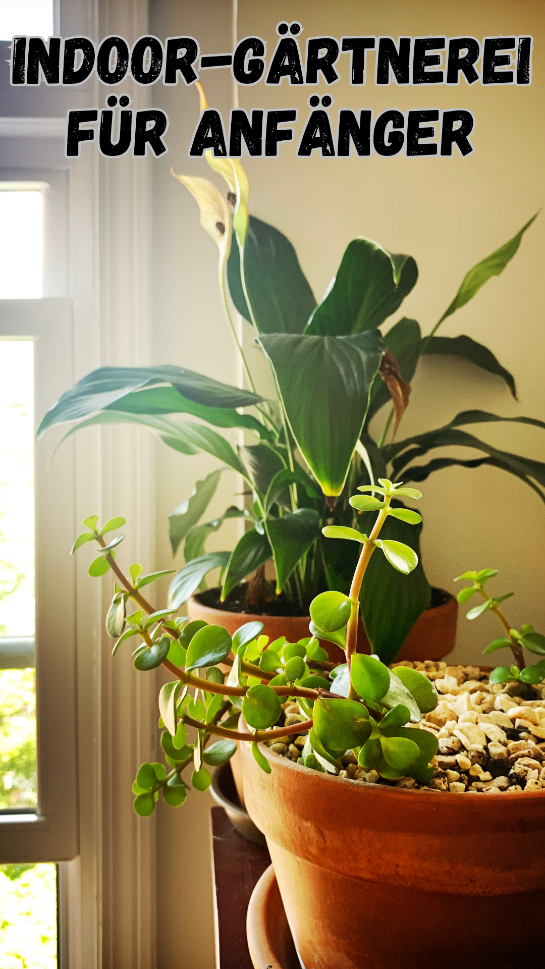 Indoor-Gärtnerei für Anfänger: Ein umfassender Leitfaden 🌱