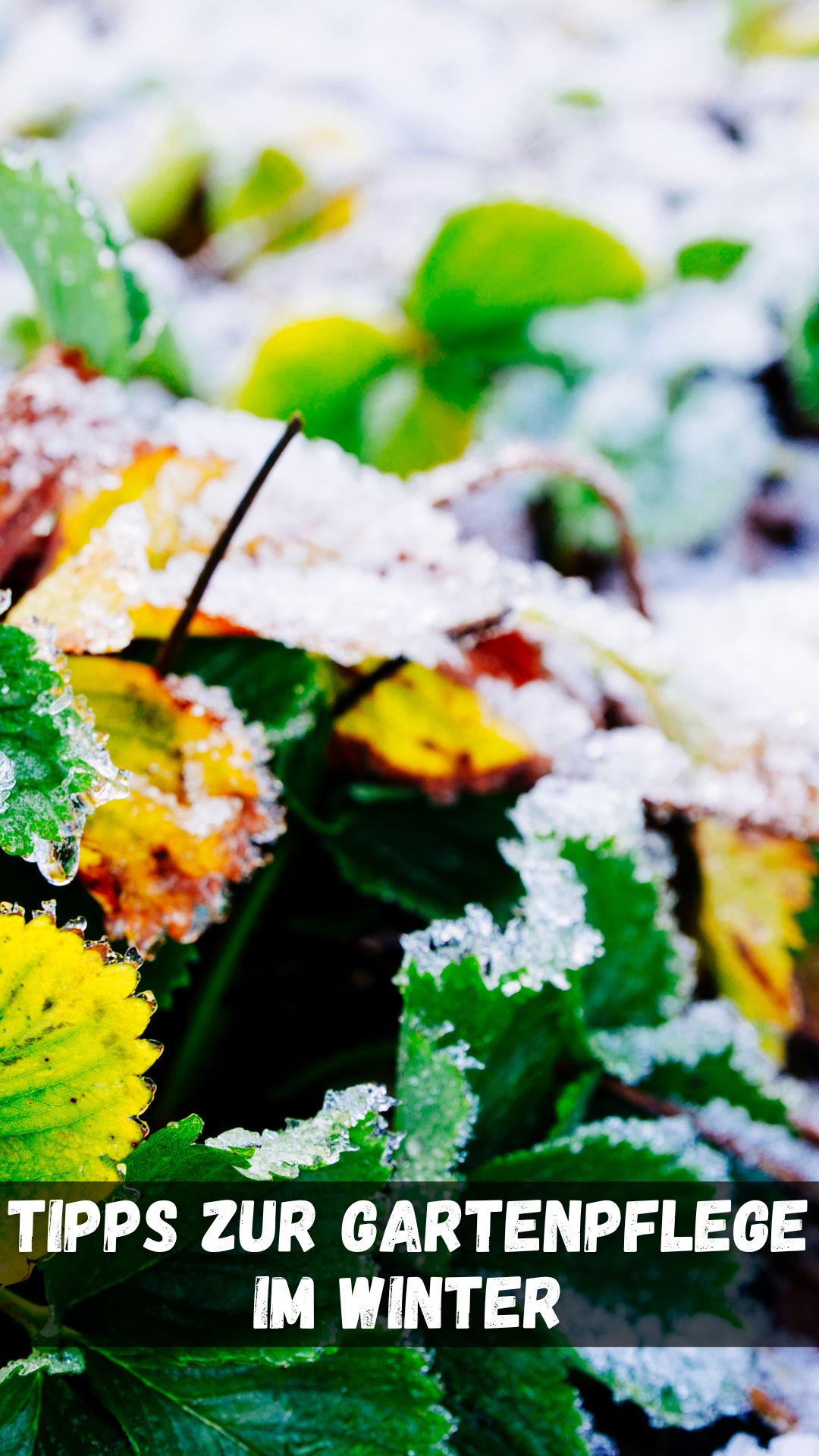 Tipps zur Gartenpflege im Winter ❄️🌲🍂 Tipps zur Gartenpflege im Winter ❄️🌲🍂
