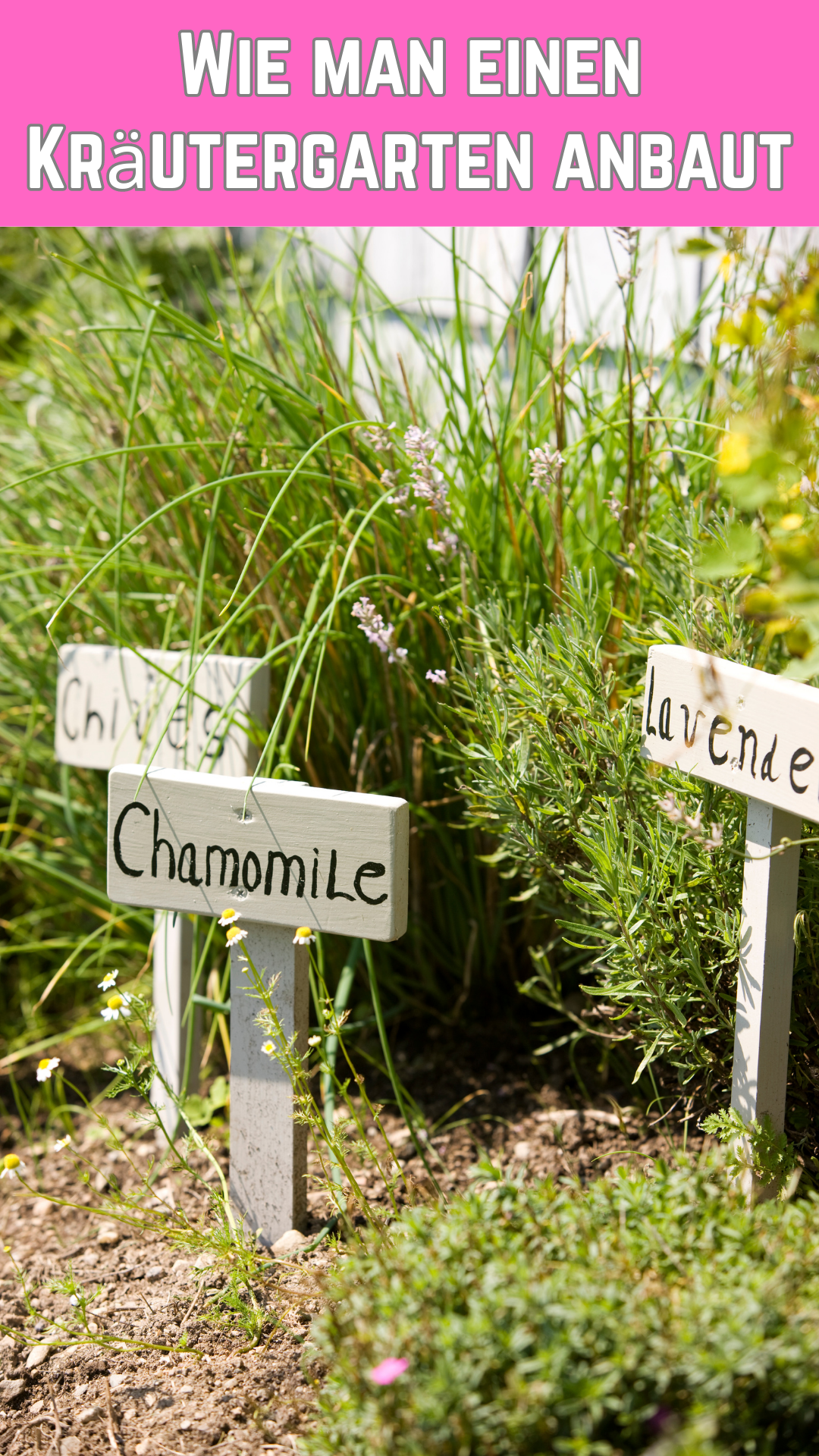 Wie man einen Kräutergarten anbaut 🌱 Wie man einen Kräutergarten anbaut 🌱