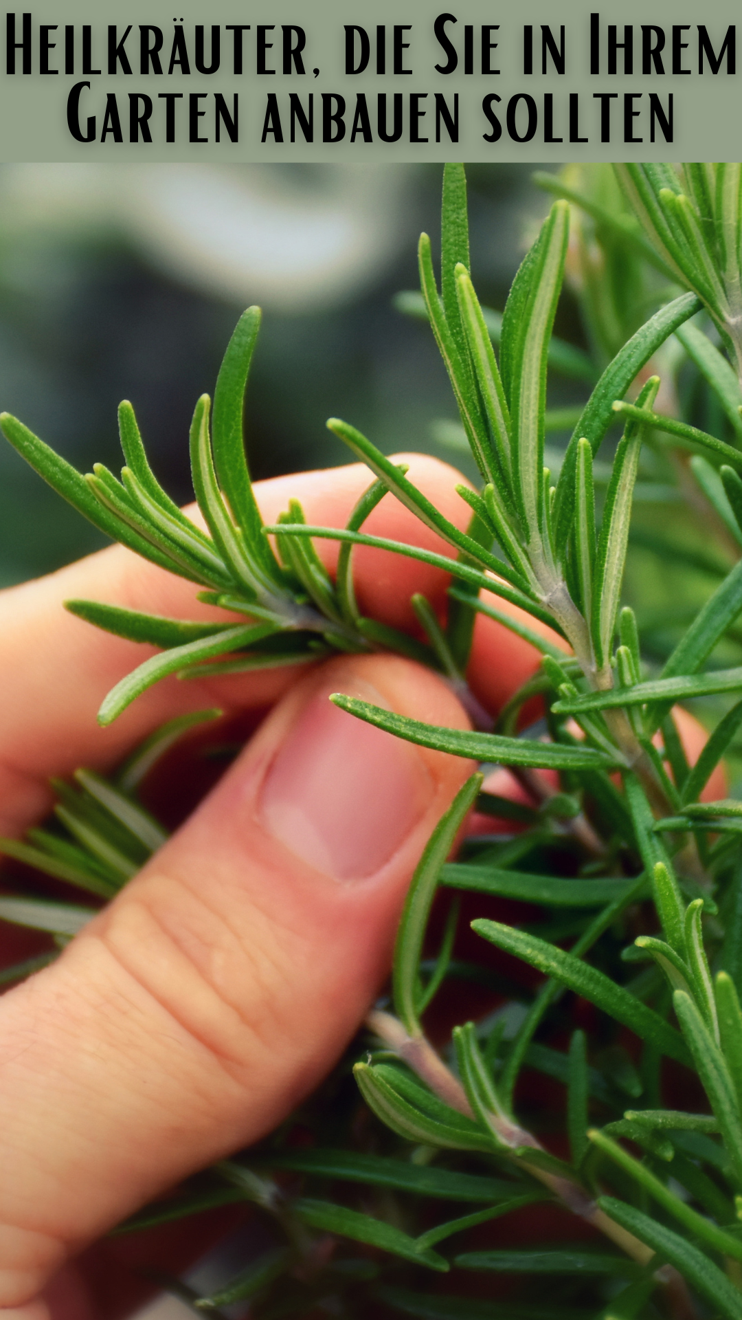 Heilkräuter, die Sie in Ihrem Garten anbauen sollten 🌿👩🌾 Heilkräuter, die Sie in Ihrem Garten anbauen sollten 🌿👩🌾