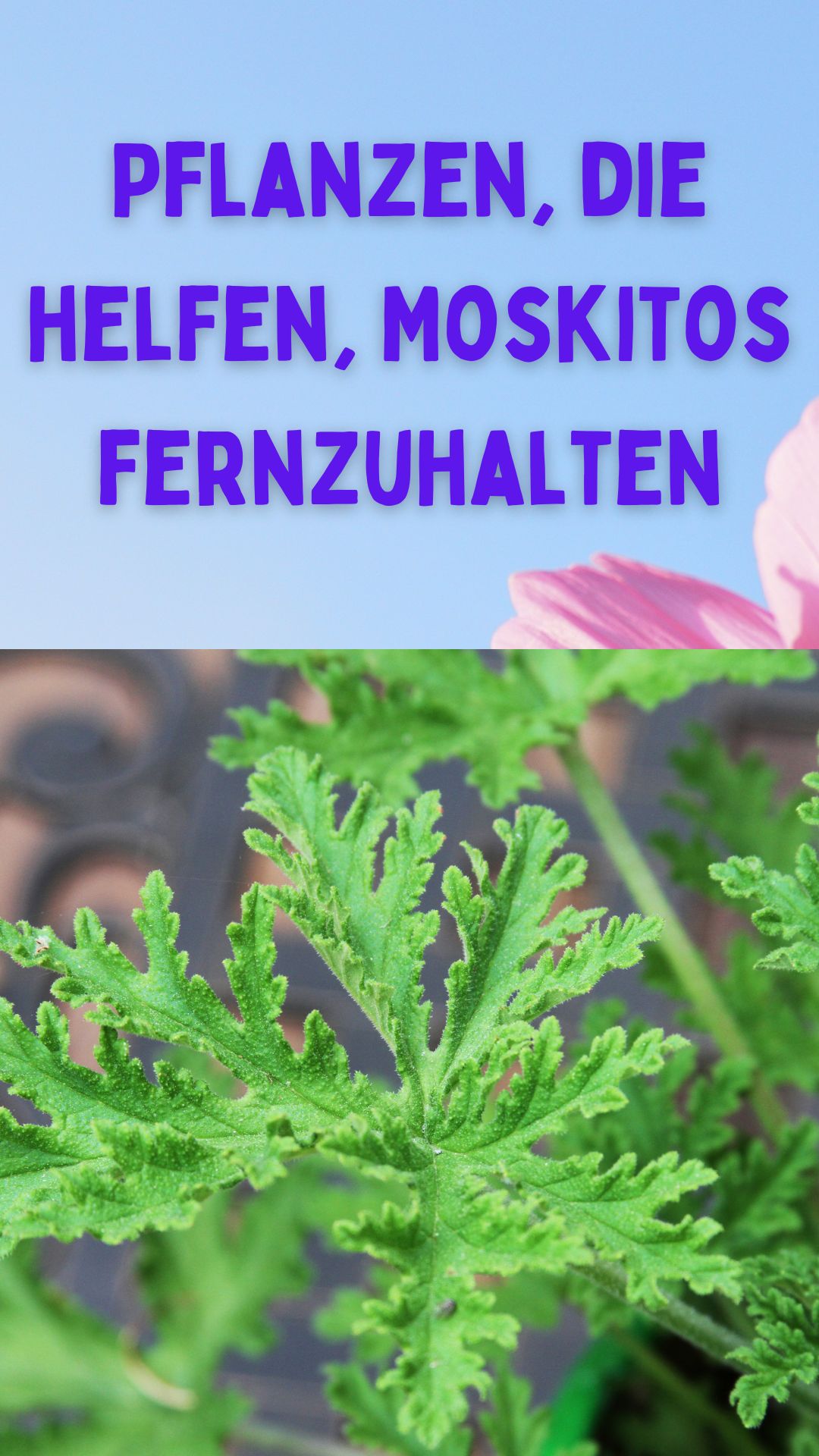 Pflanzen, die helfen, Moskitos fernzuhalten 🌿🦟 Pflanzen, die helfen, Moskitos fernzuhalten 🌿🦟