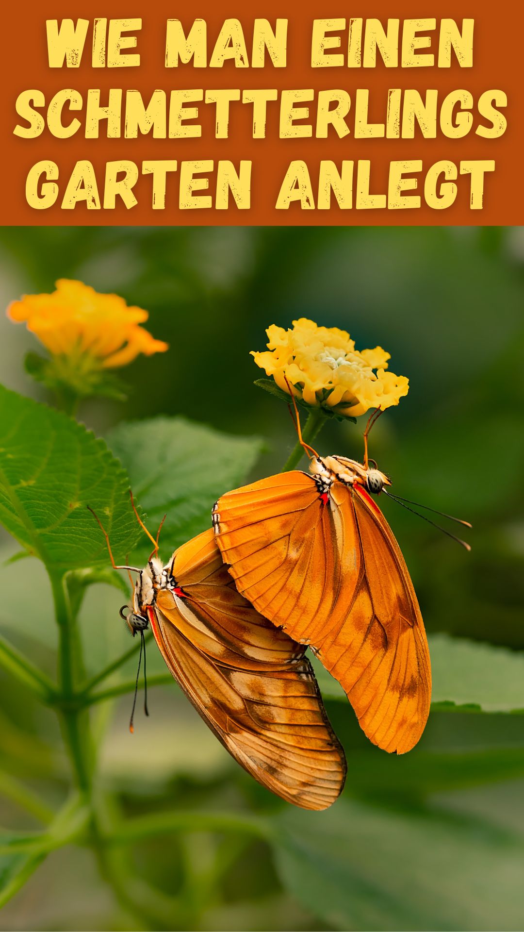 Wie man einen Schmetterlingsgarten anlegt 🦋🌿