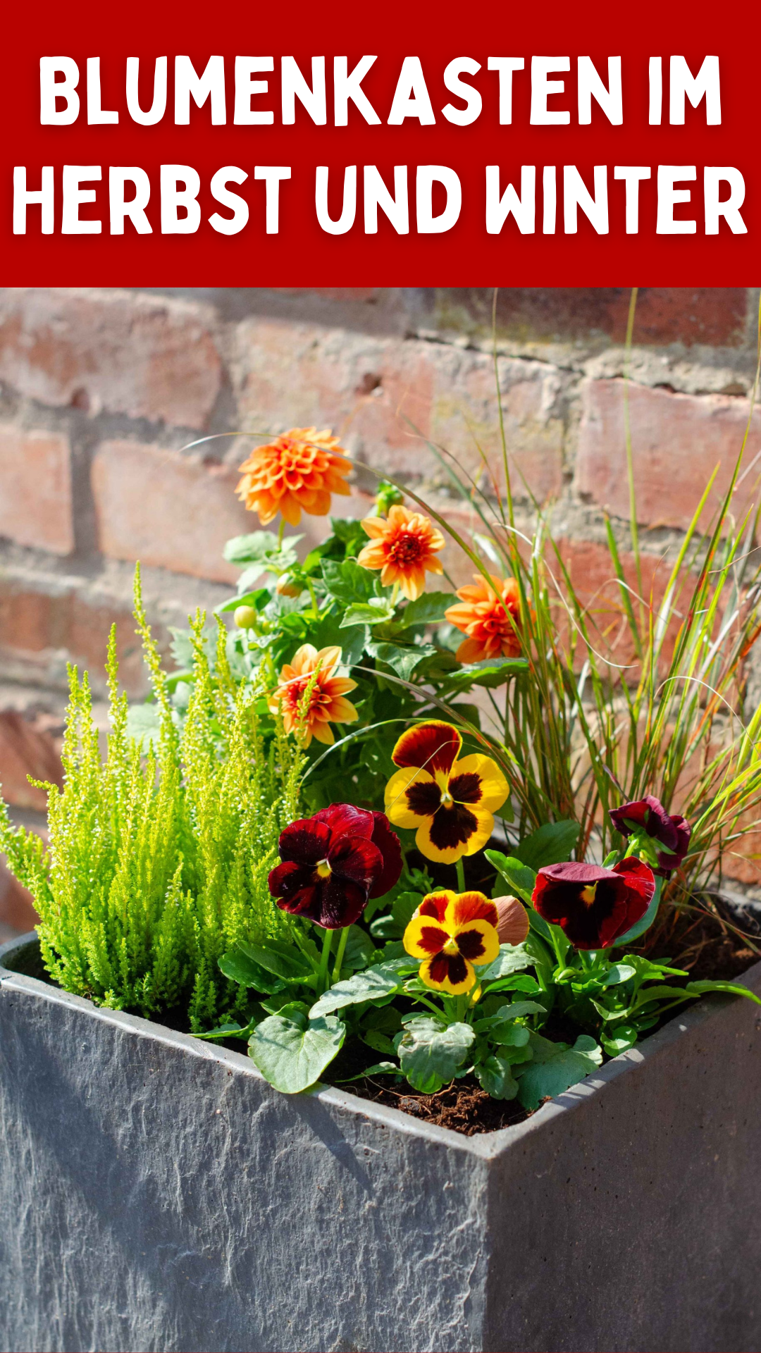 Blumenkasten im Herbst und Winter: Ein Leitfaden für blühende Balkone 🌸❄️ Blumenkasten im Herbst und Winter: Ein Leitfaden für blühende Balkone 🌸❄️