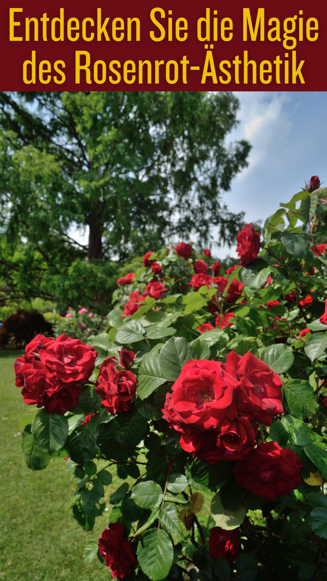 Entdecken Sie die Magie des Rosenrot-Ästhetik: Wie dieser Trend Ihre ...