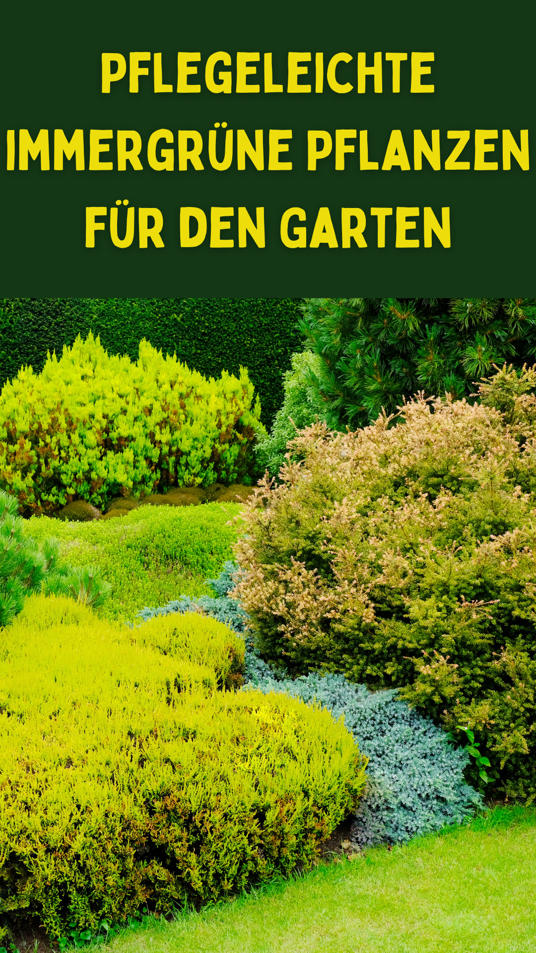 Grunes Gold Fur Den Mini Garten Pflanzen Sichtschutz Der Gros Wirkt