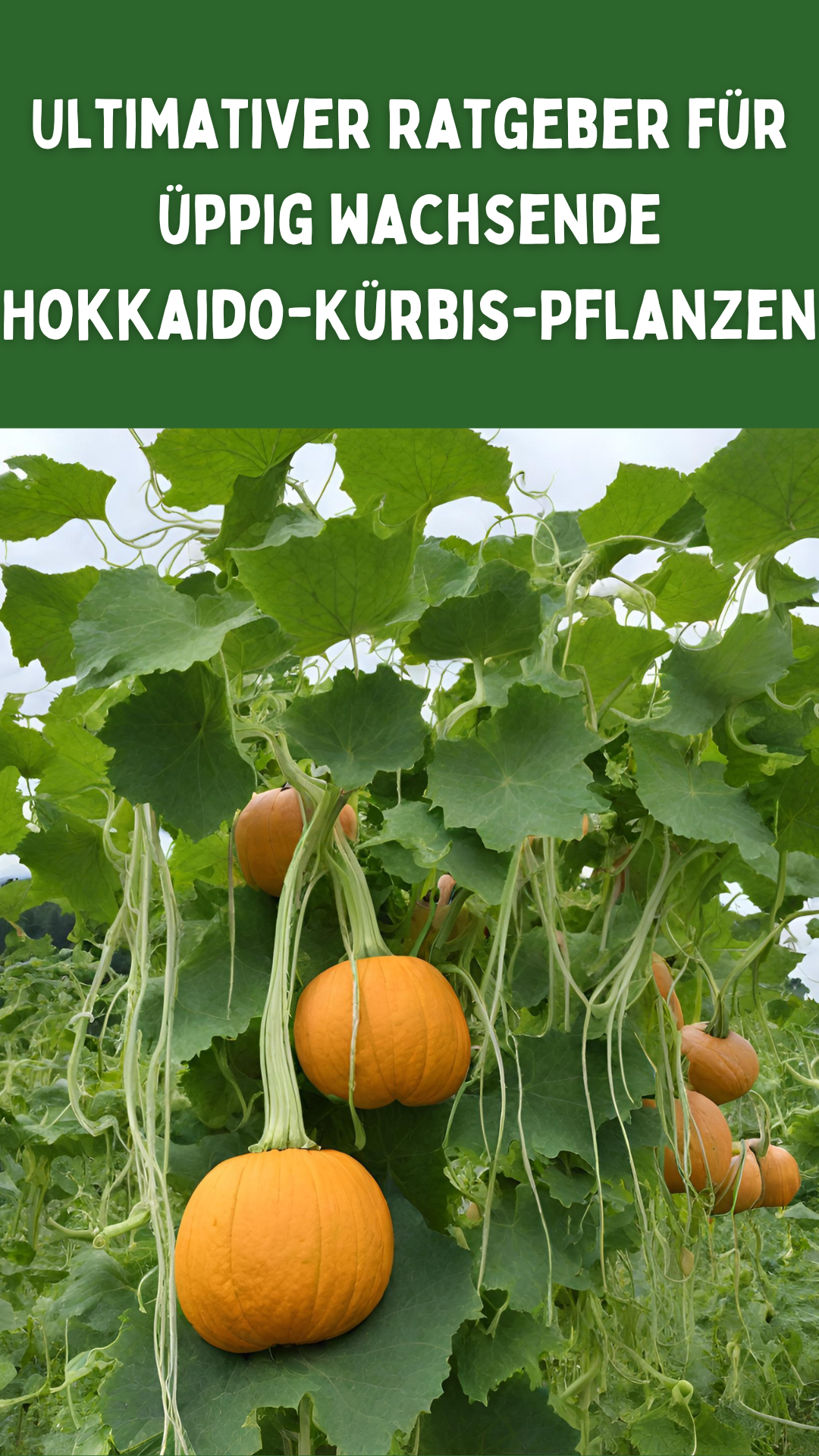Ultimativer Ratgeber für üppig wachsende Hokkaido-Kürbis-Pflanzen: So bringen Sie Ihre Ranken zum Florieren!