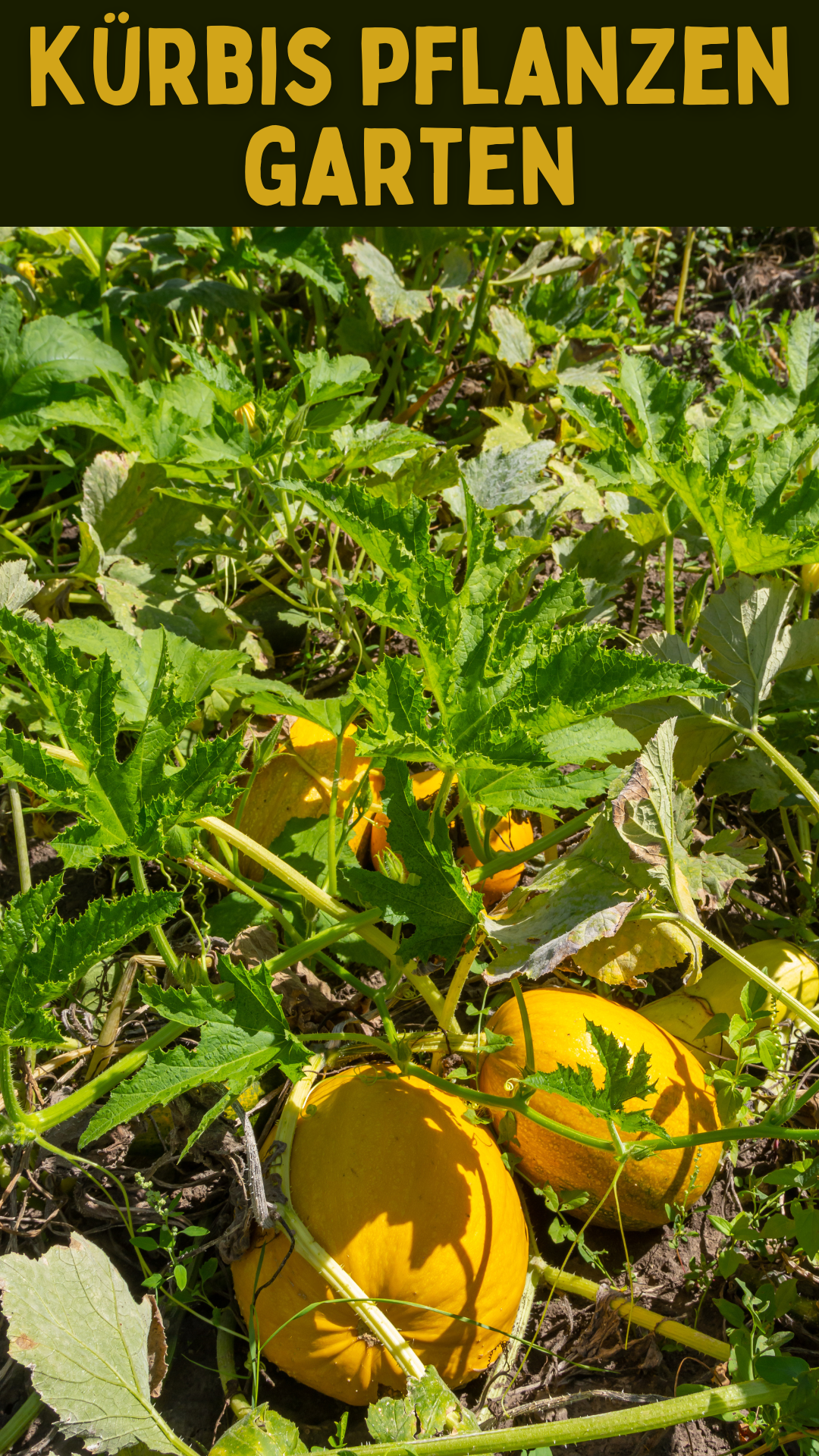 Der ultimative Leitfaden zum Kürbis Pflanzen in Ihrem Garten: Geheimnisse, Tipps und Tricks für eine erstaunliche Ernte! Der ultimative Leitfaden zum Kürbis Pflanzen in Ihrem Garten: Geheimnisse, Tipps und Tricks für eine erstaunliche Ernte!