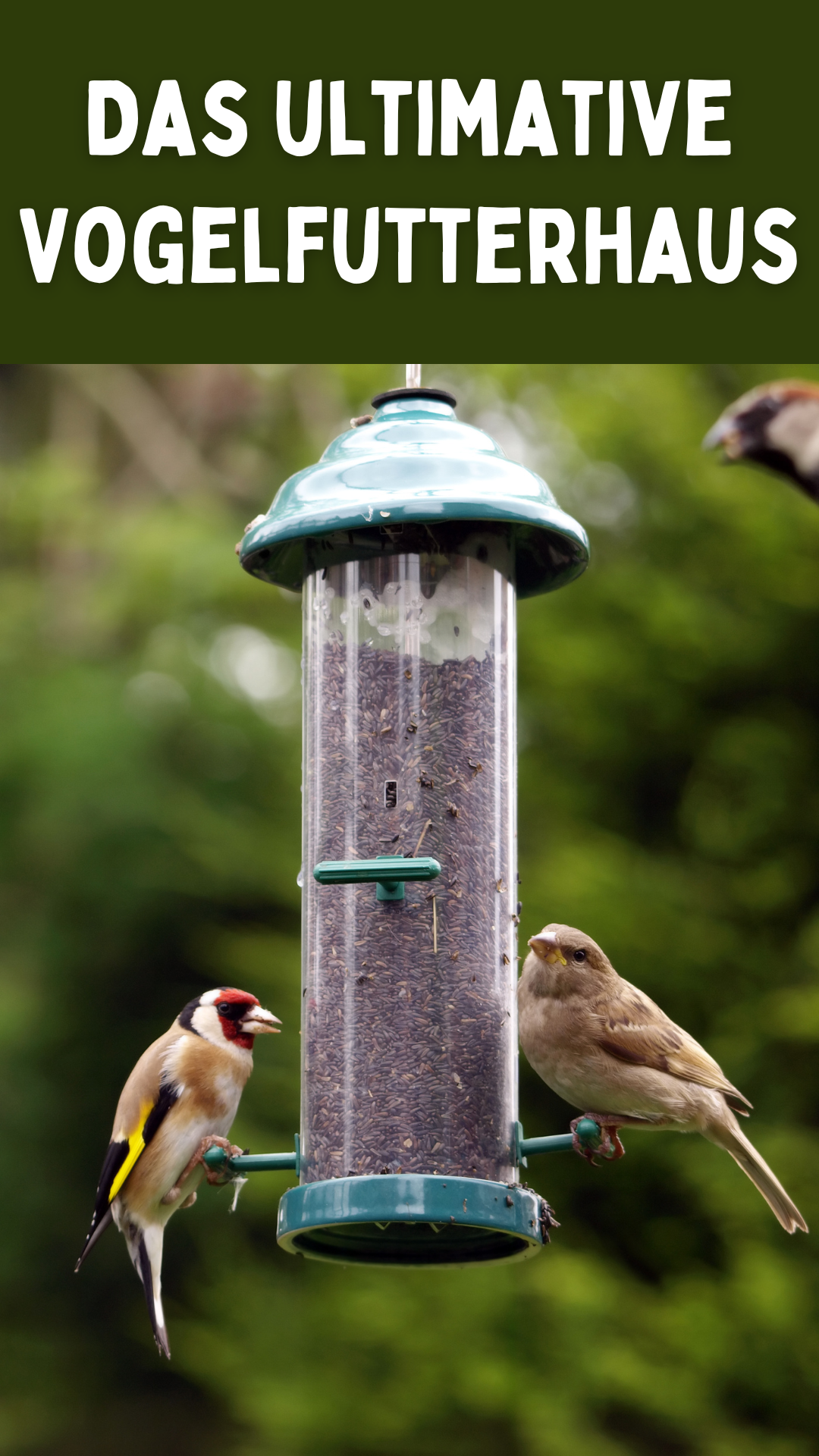 Das ultimative Vogelfutterhaus: Alles, was Sie wissen müssen 🐦 Das ultimative Vogelfutterhaus: Alles, was Sie wissen müssen 🐦