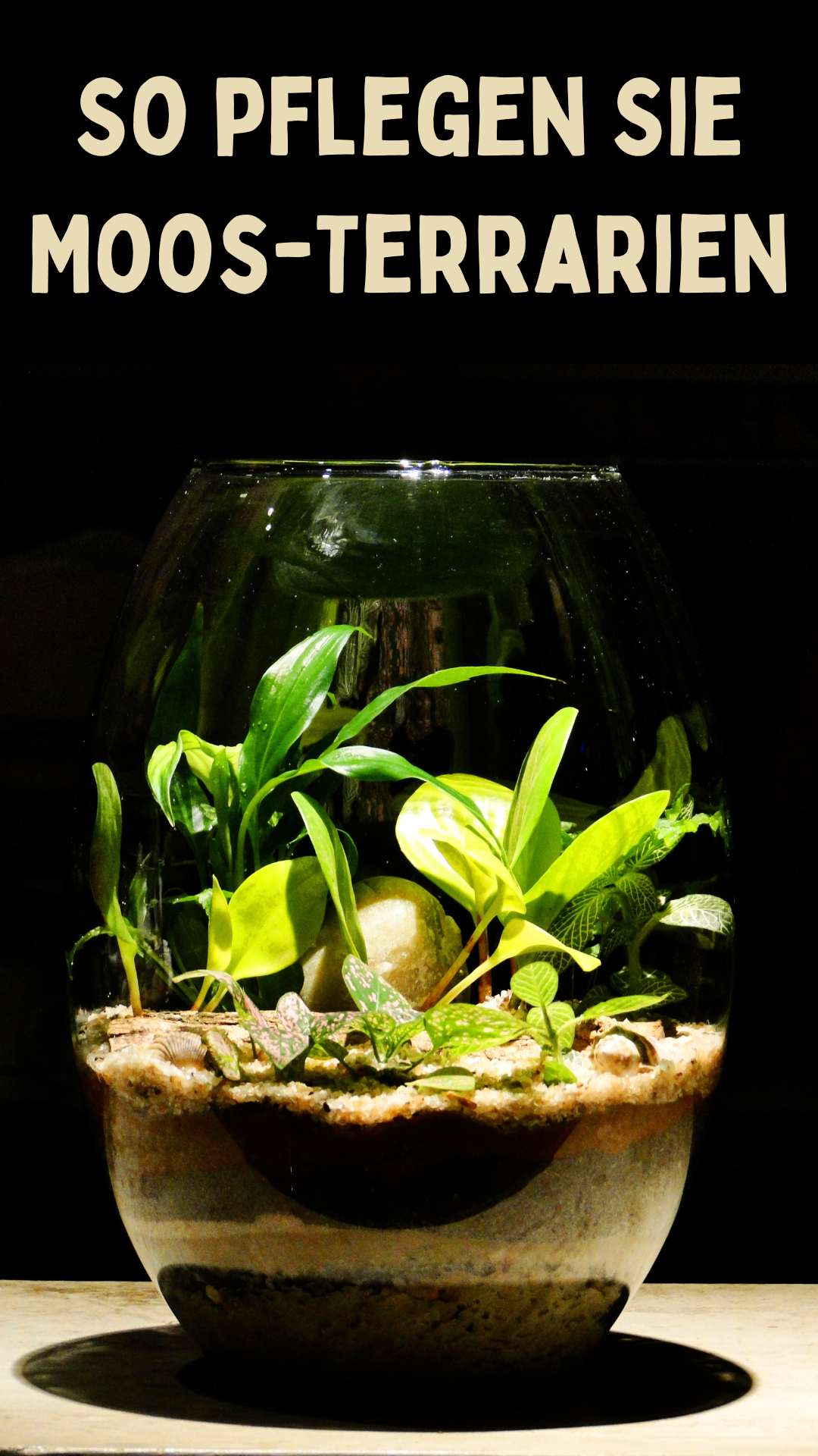 Entdecken Sie die Geheimnisse eines Moos-Terrariums: Wie Sie Ihr Eigenes Erschaffen und Pflegen Entdecken Sie die Geheimnisse eines Moos-Terrariums: Wie Sie Ihr Eigenes Erschaffen und Pflegen