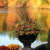 Blumenkübel für den Herbst: Preiswert einkaufen und stilvoll dekorieren 🍂🌼