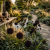 Die Top 3 Black Flower Ideen die jeden Garten sofort geheimnisvoll und luxuriös wirken lassen