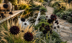 Die Top 3 Black Flower Ideen die jeden Garten sofort geheimnisvoll und luxuriös wirken lassen