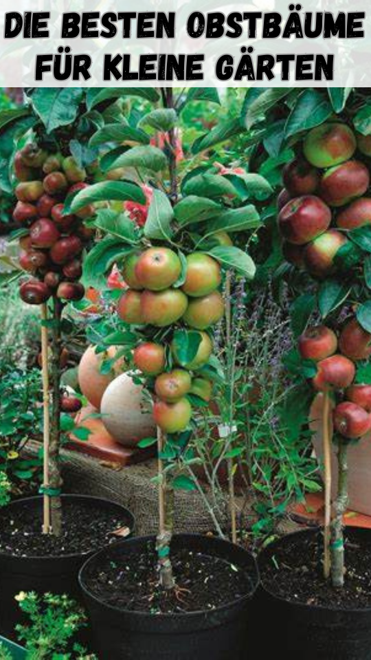 Permalink to Die besten Obstbäume für kleine Gärten 🍏🌳🌱