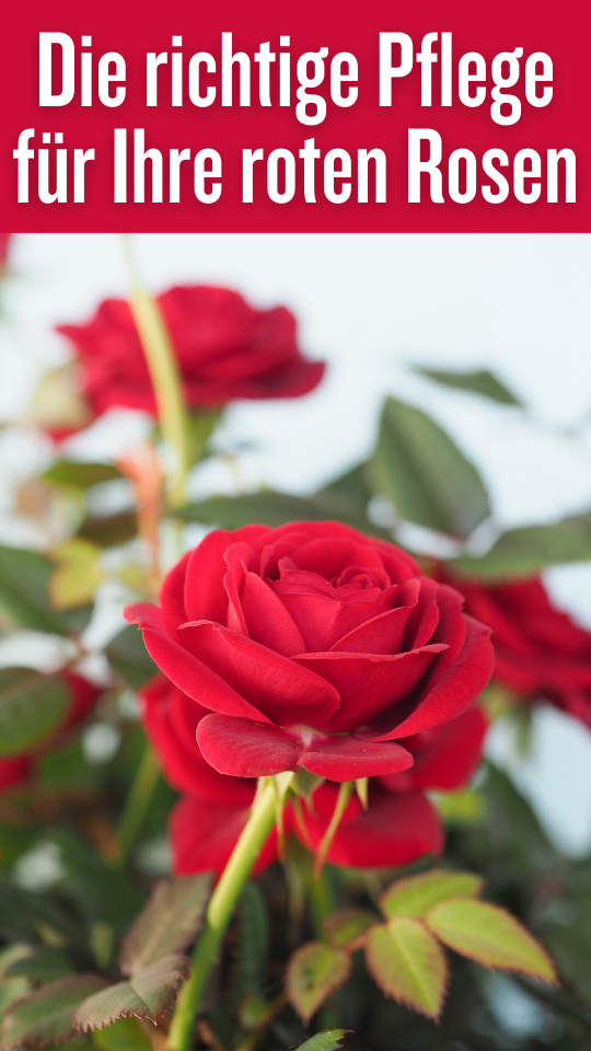 Permalink to Entdecken Sie die Geheimnisse hinter Blumen Rosen Rot: Alles, was Sie wissen müssen!