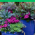 Große Blumenkübel für den Herbst: Ein Guide für Ihre Gartengestaltung 🍂🌼