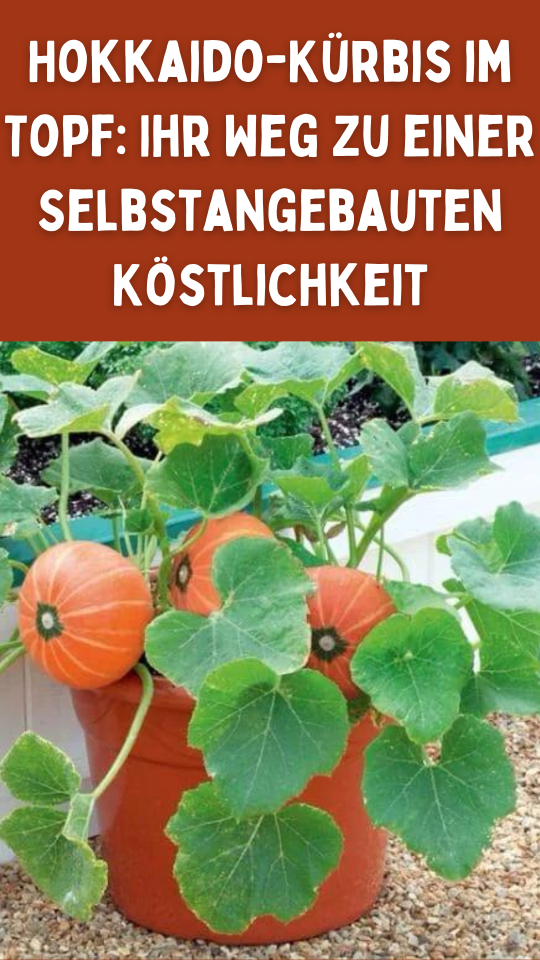 Permalink to Der ultimative Leitfaden zum Anpflanzen von Hokkaido-Kürbis im Topf – Einfacher als Sie denken!