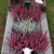 Moderne Allerheiligen Grabbepflanzung: Ein Leitfaden für zeitgemäße Grabgestaltung 🌿🕊️