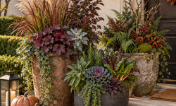 Top 3 Blumenkübel für den Herbst die deinen Außenbereich sofort hochwertiger wirken lassen