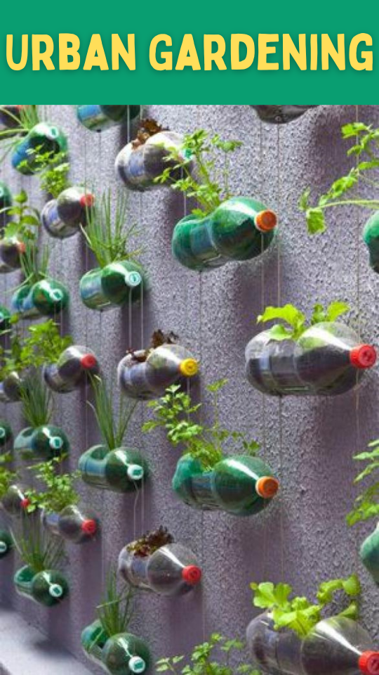 Permalink to Urban Gardening: Revolutionieren Sie Ihren Lebensstil und Ihre Stadt!