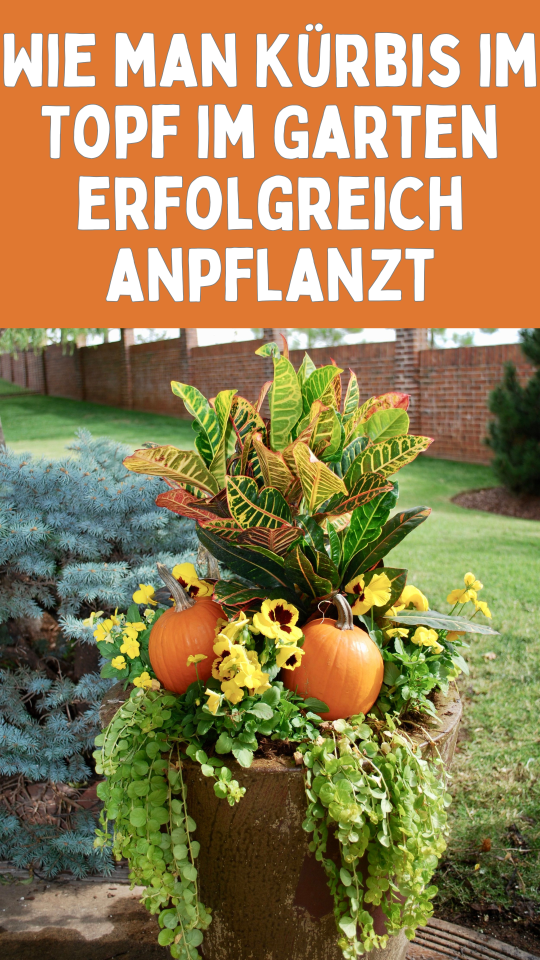 Permalink to Wie man Kürbis im Topf im Garten erfolgreich anpflanzt: Schritt-für-Schritt-Anleitung 🌱🎃