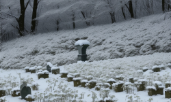 Winterharte Blumen für Gräber: Ein Leitfaden für die perfekte Grabgestaltung