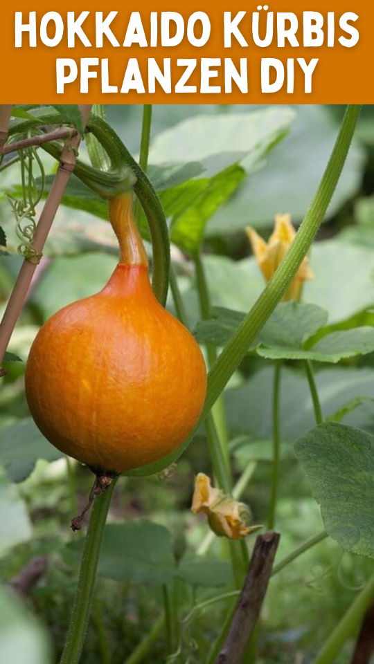 Permalink to Ultimativer Leitfaden: So bauen Sie Ihren eigenen Hokkaido Kürbis an – einfacher als Sie denken!
