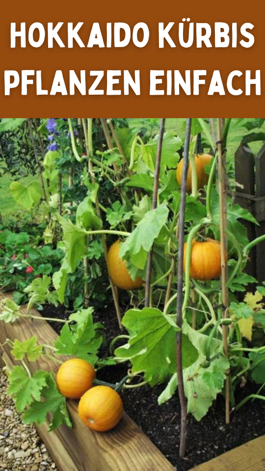 Permalink to Ultimativer Leitfaden: So pflanzen Sie Hokkaido Kürbis einfach in Ihrem Garten – Verpassen Sie nicht diese einfachen Schritte!